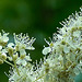 20230723 3143CPw [D~LIP] Echtes Mädesüß (Filipendula ulmaria), UWZ, BS