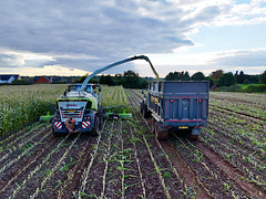 Harvesting the maize