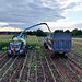 Harvesting the maize