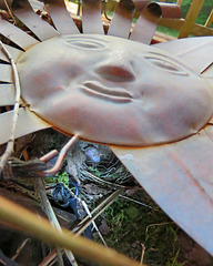 Carolina Wren Nest with Egg