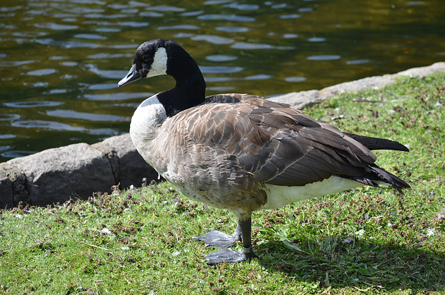 London, Canada Goose in St.James's Park