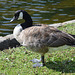 London, Canada Goose in St.James's Park