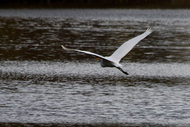 Grande Aigrette