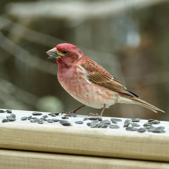 Day 9, Purple Finch