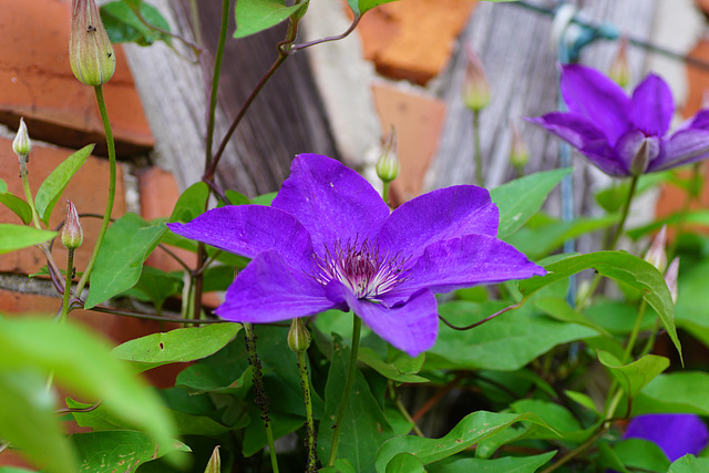 Clematis