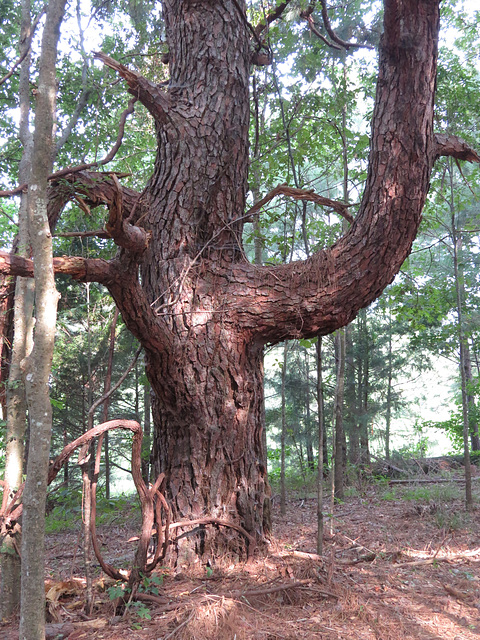 Old loblolly pine