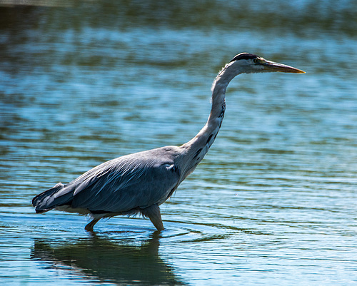 ipernity: Heron. vd4jpg - by Maeluk