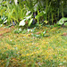 View of primroses out of bedroom window