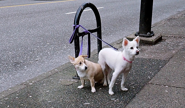 Davie Street, Vancouver, BC