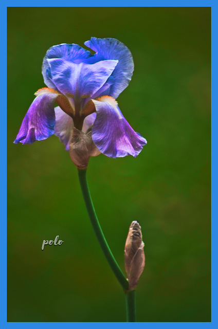 Iris Bulbosa