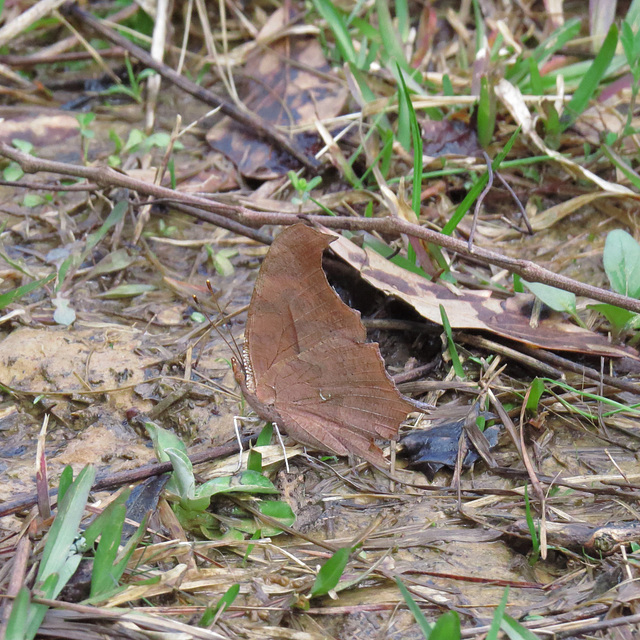 Question mark butterfly - ventral side