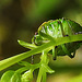 20230714 1901CPw [D~LIP] Kleinblütiges Springkraut (Impatiens parviflora), Grüne Stinkwanze [Nymphe], Bad Salzuflen