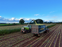 Harvesting the maize