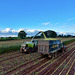 Harvesting the maize