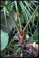 Schefflera macrophylla (3)