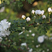 Rosa pimpinellifolia 'Double White '