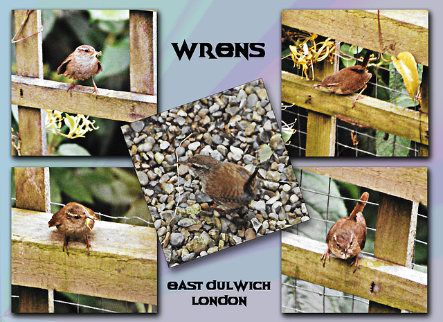 Wrens at Friern Road - London  - June 2003