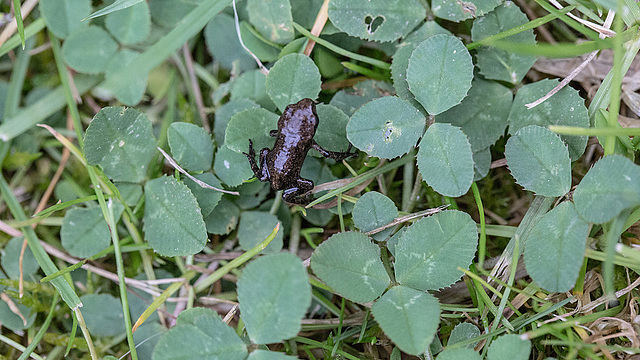 20160701 1965VRMw [D~RI] Erdkrötenbaby (Bufo bufo), Rinteln