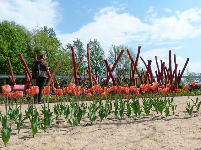 Tulpen und Stängel