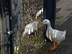 Black and White "Toon" Ducks!!