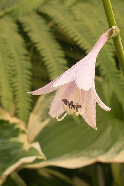 hosta blossom