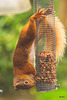 Blondie having breakfast