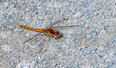 Dragonfly