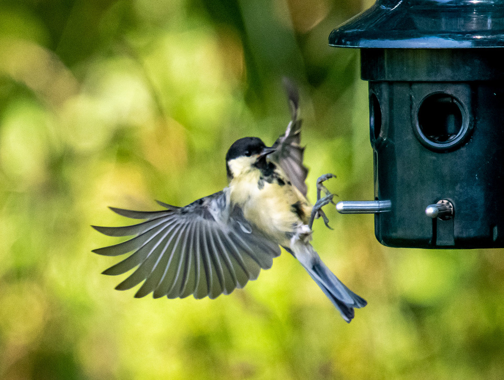 Great tit