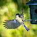 Great tit