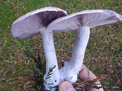 Lepista Nuda