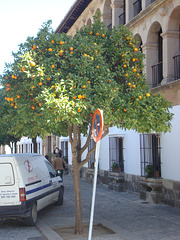 Orangenbaum vor dem Rathaus
