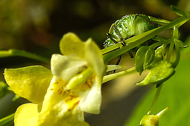 20230714 1902CPw [D~LIP] Kleinblütiges Springkraut (Impatiens parviflora), Grüne Stinkwanze [Nymphe], Bad Salzuflen