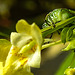 20230714 1902CPw [D~LIP] Kleinblütiges Springkraut (Impatiens parviflora), Grüne Stinkwanze [Nymphe], Bad Salzuflen