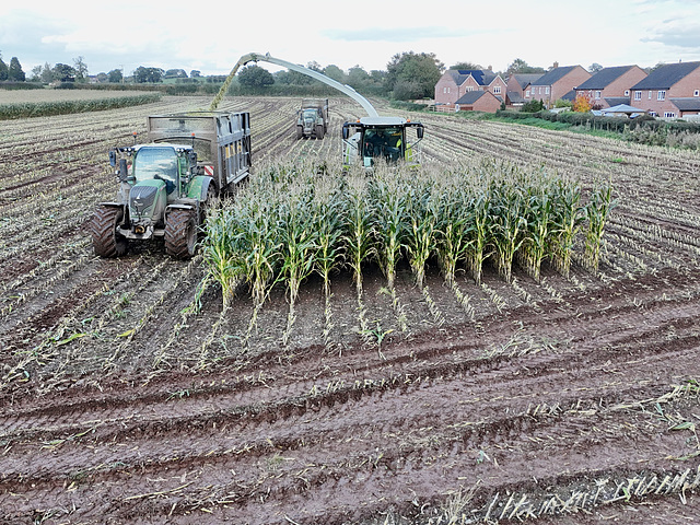 Harvesting the maize