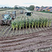 Harvesting the maize