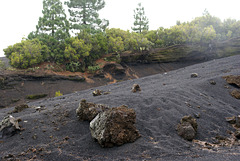 Ausflug ins Lapilli-Land. (Cumbre Nueva) Vegetation auf vulkanischen Auswürfen. ©UdoSm