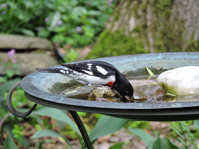 Rose-breasted Grosbeaks