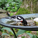 Rose-breasted Grosbeaks