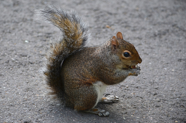 London, The Squirrel in Green Park