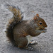 London, The Squirrel in Green Park