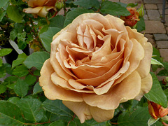 Rosa color cipria