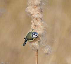 Blue Tit   /   March 2018