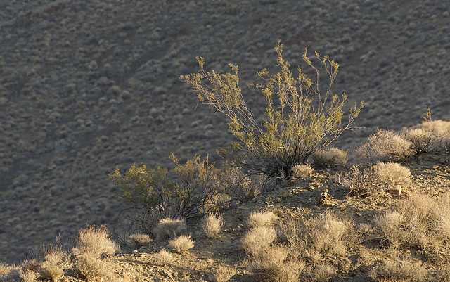 Creosote Bush