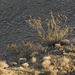 Creosote Bush