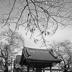 Fine day in a temple precinct