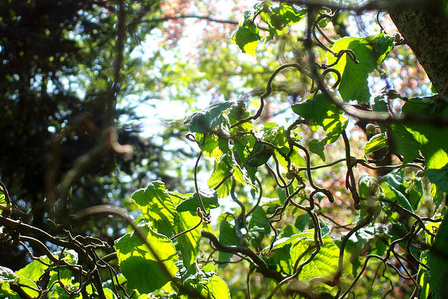 IT - Lucca - Im Botanischen Garten