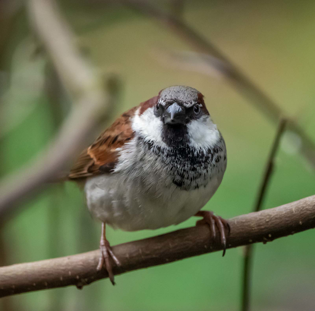 Sparrow