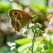 Gatekeeper butterfly