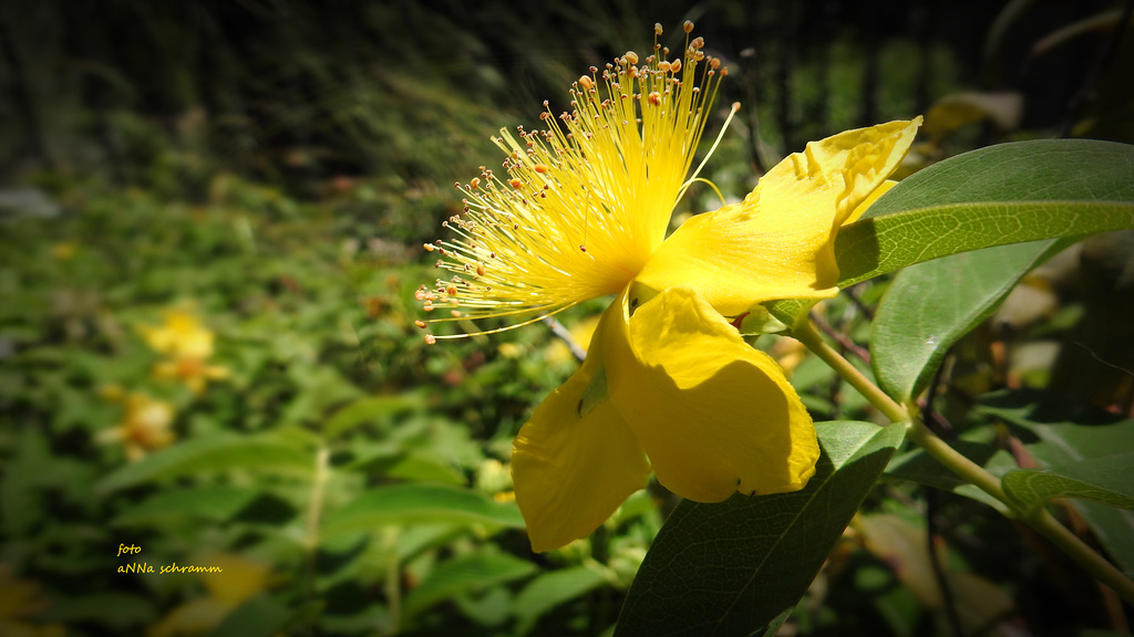 Hypericum (2 x PiP)