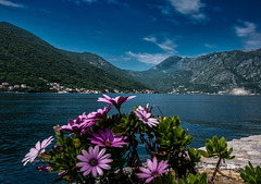 Monténégro - Perast